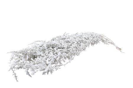 Asparagus Wild Selvatico Snow Red