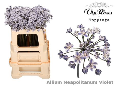 Allium Neapolitanum Violet L55cm