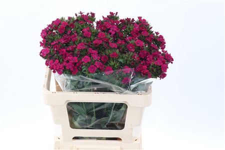 Di Barb Am Neon Cher