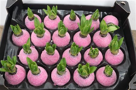 Wax Hyacinth Gl Fuchsia