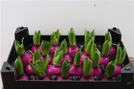 Wax Hyacinth Fuchsia