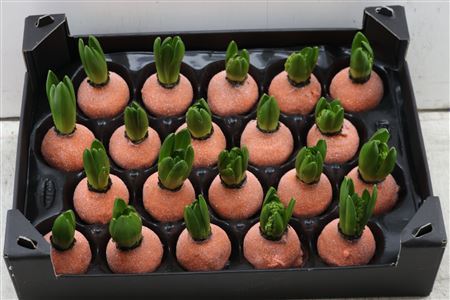 Wax Hyacinth Gl Oranje