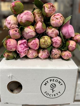 Paeonia Angel Cheeks