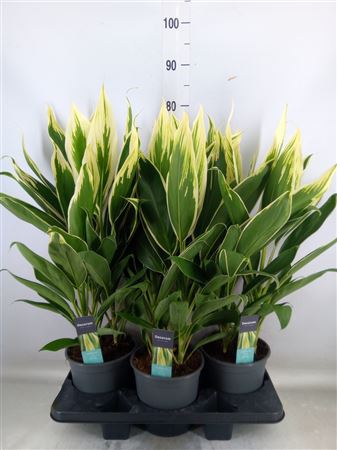 Cordyline Fruti. 'conga' Decorum - toef