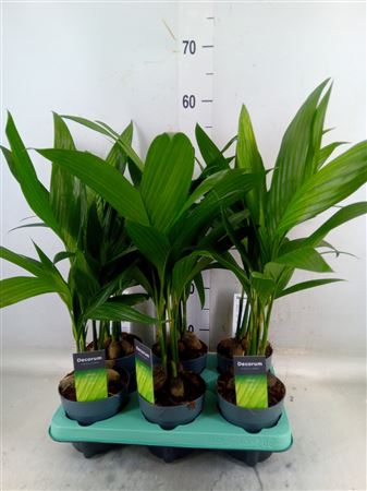Areca Catechu Decorum