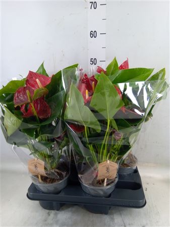 Anthurium Andr. 'big Picture' Hand Picked