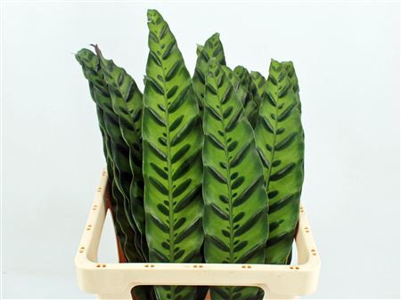 Calathea Insignes 62cm