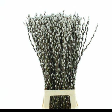 Salix Ca Snow Flake