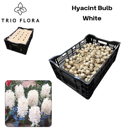 Bloembol Hyacinthus