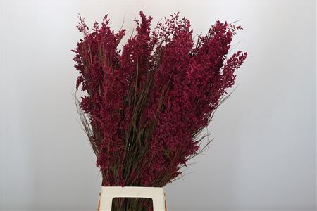 Bell Reed Male Painted Pink