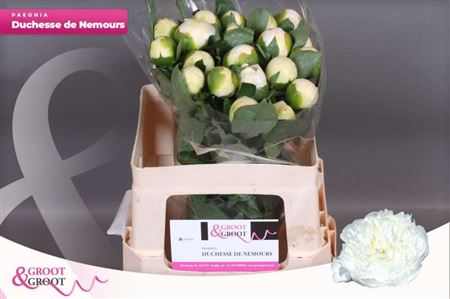 Paeo L Duches D Nemo