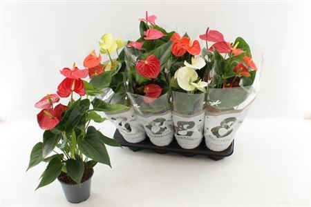 ** Anthu An Gem 4 Kl 4+ * Autumn Promo *