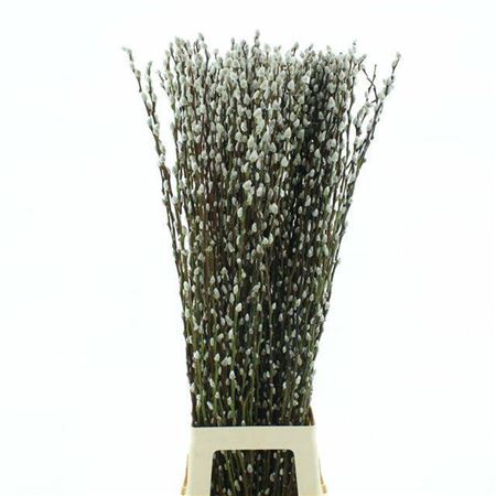 Salix Ca Snow Flake