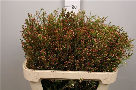 Chame Blondie (knop)