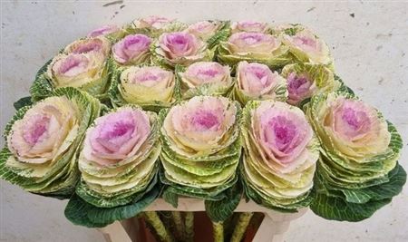 Brass Crane Bicolour