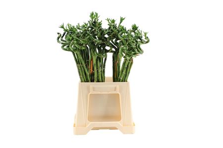 Lucky Bamboo Spiraal 50