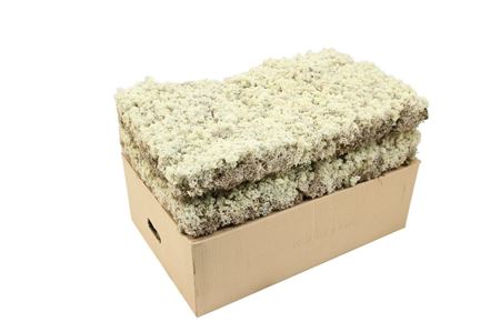 Mos Ijslands Mos Hard