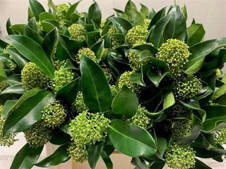 Skimmia Mag Finchy