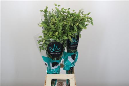 Chasmanthium Latifolium 'mantis'