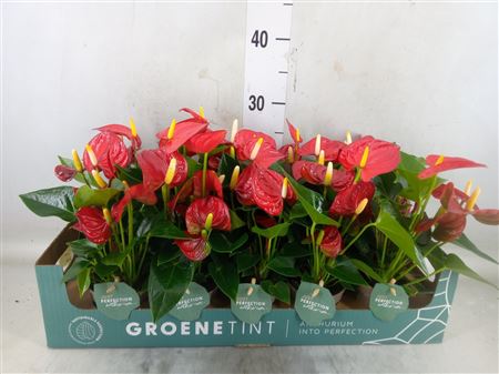 Anthurium Andr. 'valentino' N&S grootbloemig rood