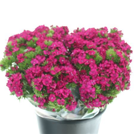 Di Barb Amazon Cherry Super