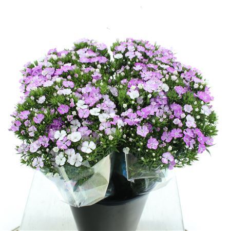 Di Barb Amazon Pink Super