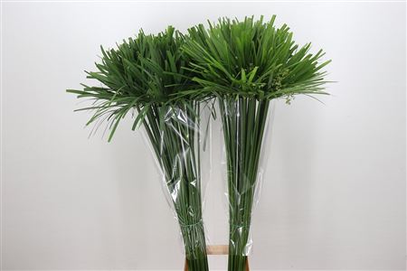 Cyperus Papyrus