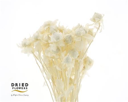 Dried Bleached Carthamus