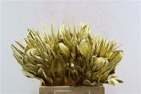 Protea Klbh Goud