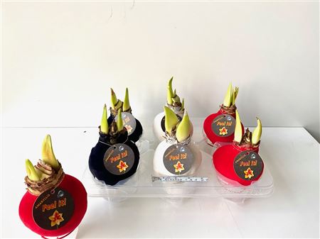 Amaryllis Belladonna