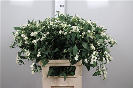 Euph F T Quicksilver