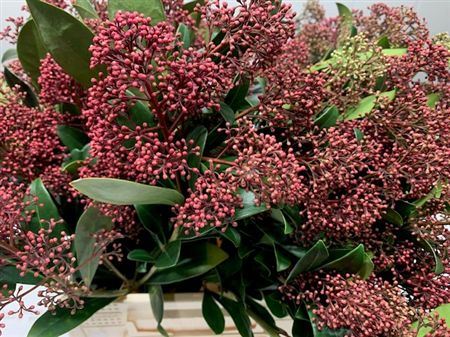 Skimmia J Rubella