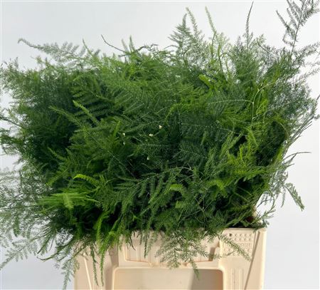 Asparagus Plumoses Spuntone