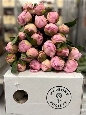 Paeonia Angel Cheeks