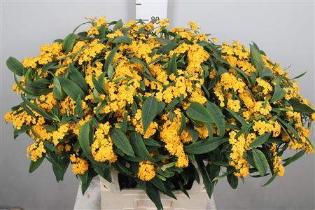 Euph F T Cre Yel Riv