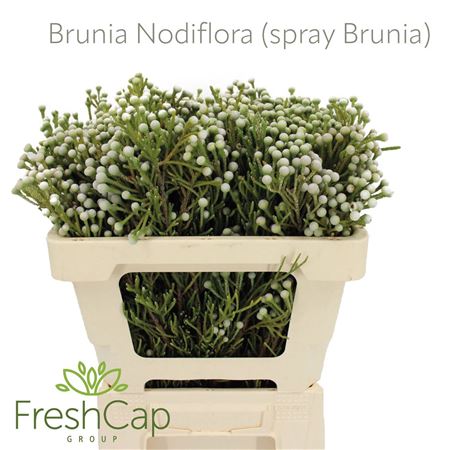 Brunia Nodiflora (spray Brunia)