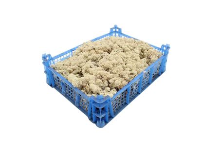 Mos Ijslands Mos Zacht