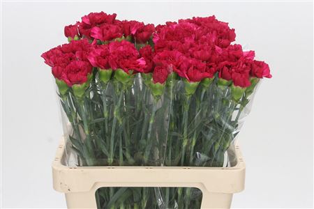 Dianthus St Aglianico