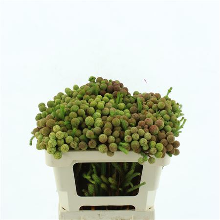 Kaaps Berzelia Galpinii