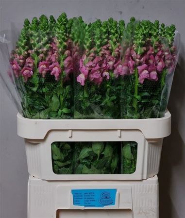 Antir Avignon C Rose