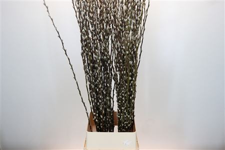 Salix Caprea Snow Flake Premium