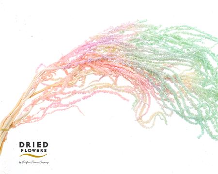 Dried Bleached Amaranthus Caudatus Fantasy