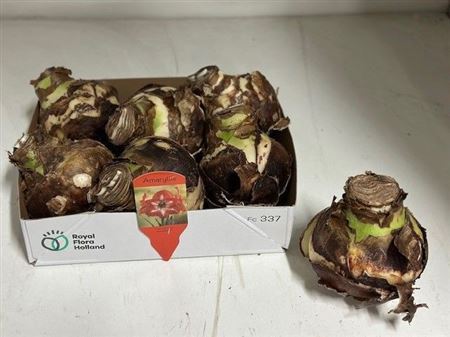 Bloembol Hippeastrum Xxl