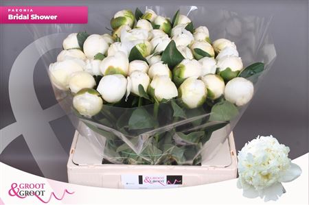 Paeo L Bridal Shower