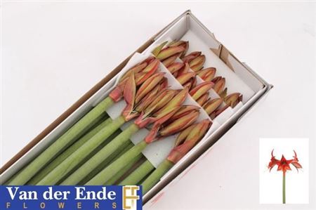 Hipp Bu Autum Valley