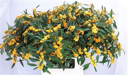 Euph F T Cre Yel Riv