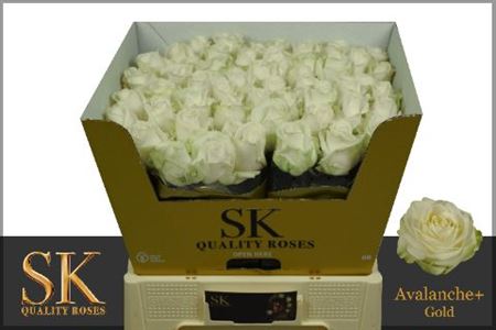 R Gr Avalanche+ Gold Gold 60cm