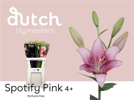 Li @ La Spotify Pink