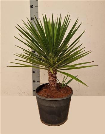 Yucca
