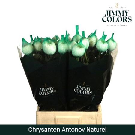 Chr G Antonov Naturel Naturel